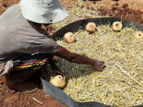 Straw covers the bottom layer of a cone garden