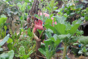 Gardener: going green at the garden and "hub"