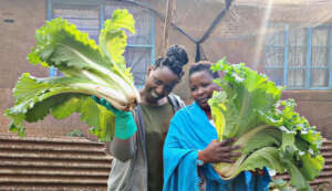 Stella and Eunace harvest cabbage in Kibera
