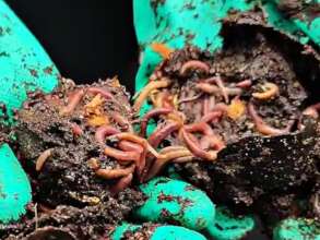 Composting magicians!