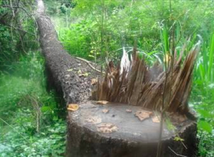 Tree which was felled illegally and burnt