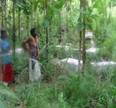 Teak trees