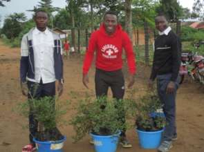 Distribution of tree seedlings at Mambasa Nursery