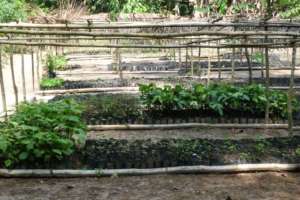 Agroforestry Garden