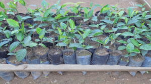 Articarpus sp. in Mambasa Nursery