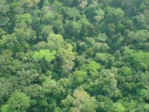 healthy forest!