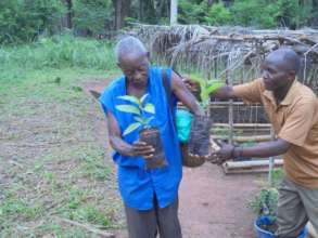 Distributing seedlings from Niania nrusery