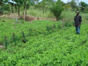 Agroforestry Field with Nitrogen Fixing Trees