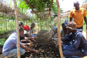 Learning sustainable agroforestry at the nursery.