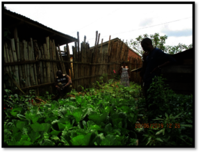 Garden in Mambasa