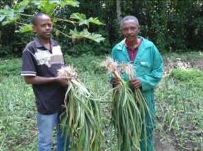 Harvesting from Garden