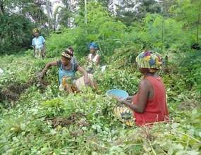 Harvesting of Peanuts