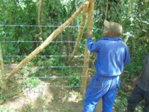 Installing barbed wire to prevent pesky goats