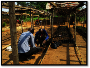 Nursery in Mambasa