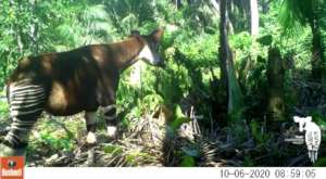 Okapi Grazing on Brush
