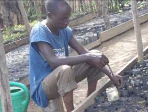 Planting in Agroforestry Garden
