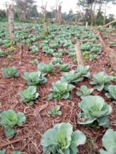 Growing Crops