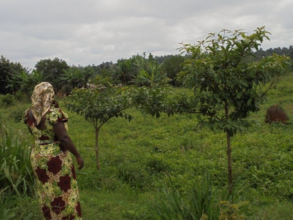 Reforestation Site at Binase Primary School