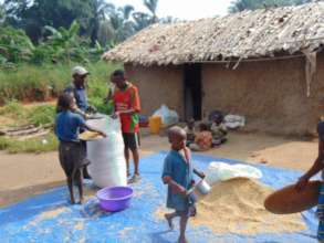 Rice collection in Bapukeli