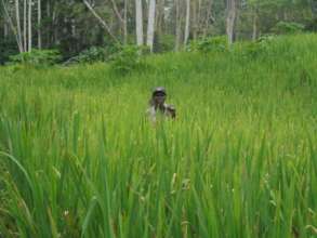Rice Field in Bandisende