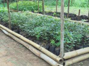 Seedlings thriving at Niania nursery