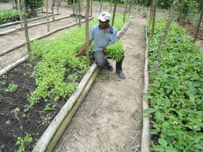 Tomato Plant Nursery