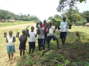 Seedlings for reforestation in school gardens
