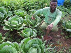 Large cabbages in demonstration garden