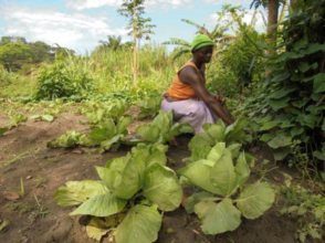 Cabbage grown by farmer