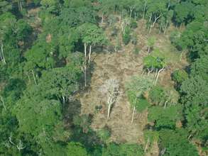 typical slash and burn plot