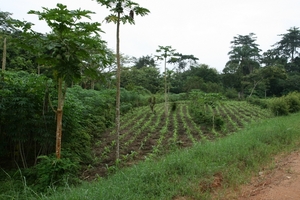 Demonstration Agroforesty Garden, Epulu, DR Congo