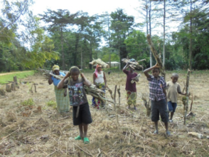 Firewood from experimental field in Epulu