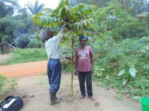 Measuring heights of trees monitors reforestation