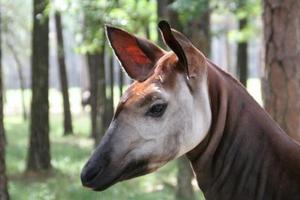 okapi