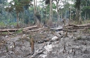 Help Stop Slash and Burn Farming in the Congo