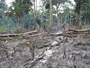 Help Stop Slash and Burn Farming in the Congo