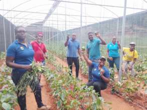 Harvesting of Sweet Peppers for Sale