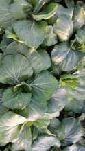 Pak Choi Vegetables grown on our farm