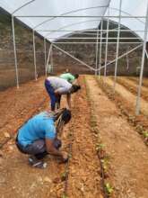Planting of Sweet Pepper Seedlings