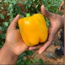 Reaping of Sweet Peppers from Greenhouse for Sale