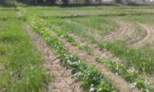 Crop wheat by small farmers