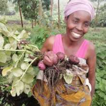 The First Crop of New Potatoes