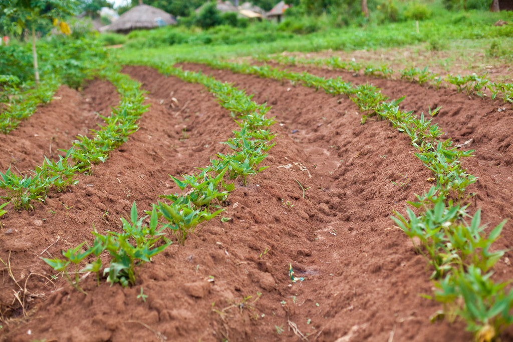 Women Feeding Northern Uganda!