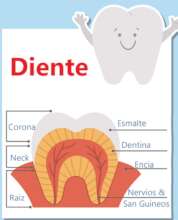 Example completed dental structure worksheet