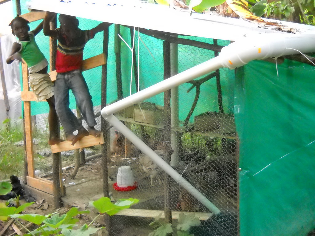 community chicken coup