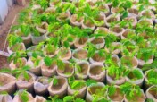 Fruits for Life and Climate Mitigation in Hiran