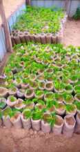 Fruits for Life and Climate Mitigation in Hiran