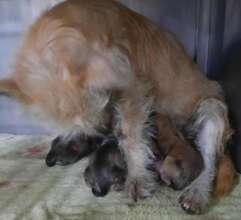 Coquita and her new born pups
