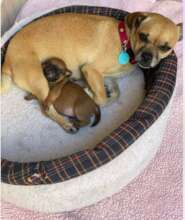 Gracie & Tug