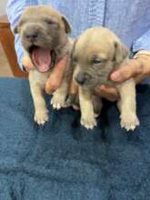 October Babies
